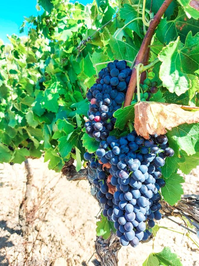 Chateau Le Bouis Gruissan Ngoại thất bức ảnh